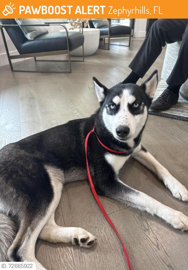 Found/Stray Female Dog last seen Preserve at Zephyr Ridge, Zephyrhills, FL 33541