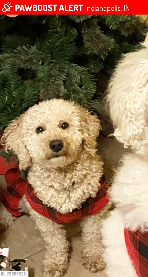 Lost Male Dog last seen Near Carr ave Indianapolis Indiana 46221, Indianapolis, IN 46221
