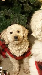 Lost Male Dog last seen Near Carr ave Indianapolis Indiana 46221, Indianapolis, IN 46221