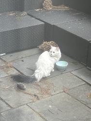 Found/Stray Unknown Cat last seen Smithtown Rd and Smithtown Ct, Excelsior, MN 55331