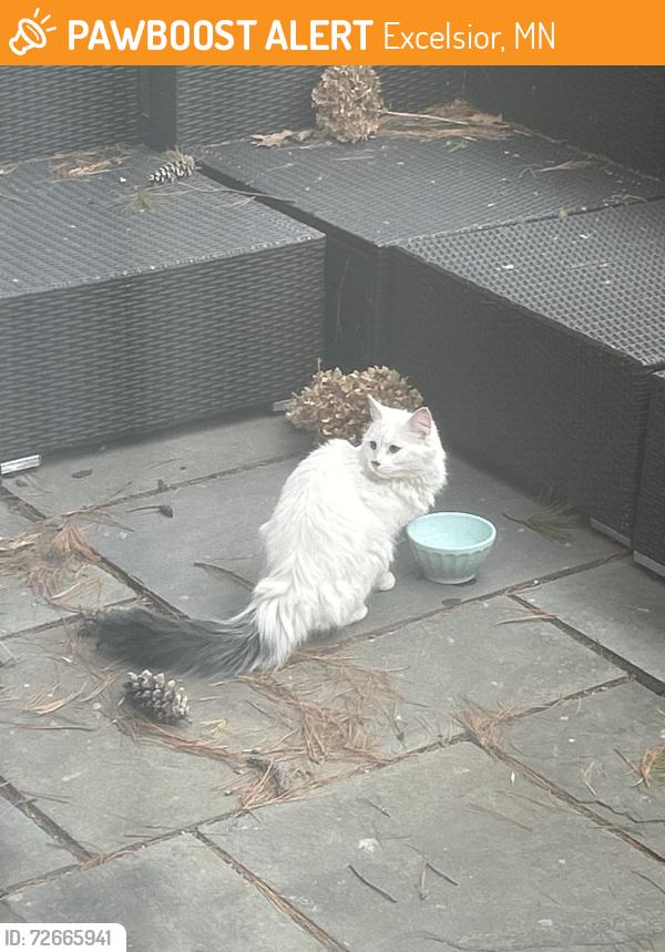 Found/Stray Unknown Cat last seen Smithtown Rd and Smithtown Ct, Excelsior, MN 55331