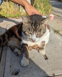 Found/Stray Female Cat last seen Near Clairemont Dr, San Diego, CA 92117, San Diego, CA 92117