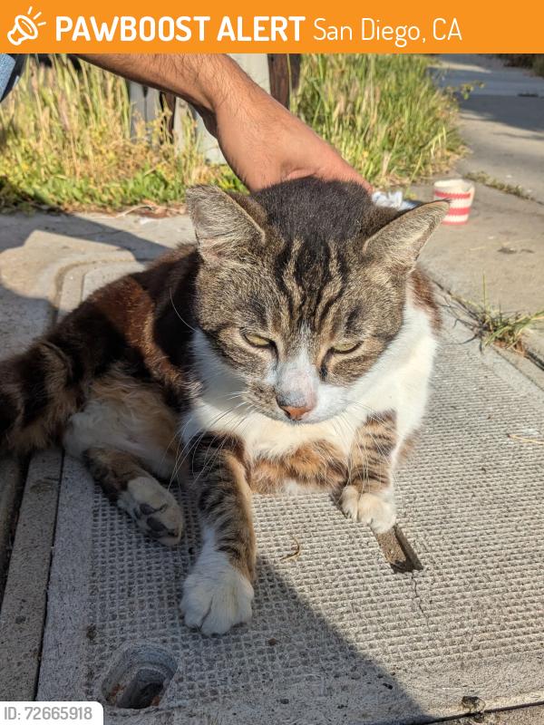 Found/Stray Female Cat last seen Near Clairemont Dr, San Diego, CA 92117, San Diego, CA 92117