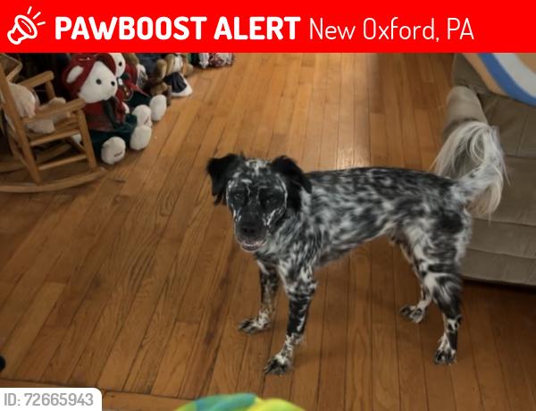 Lost Male Dog last seen Plainville Turkey Plant, New Oxford, PA 17350