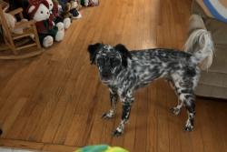 Lost Male Dog last seen Plainville Turkey Plant, New Oxford, PA 17350