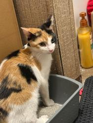 Found/Stray Female Cat last seen County line, winter brook, Greenwood, IN 46142