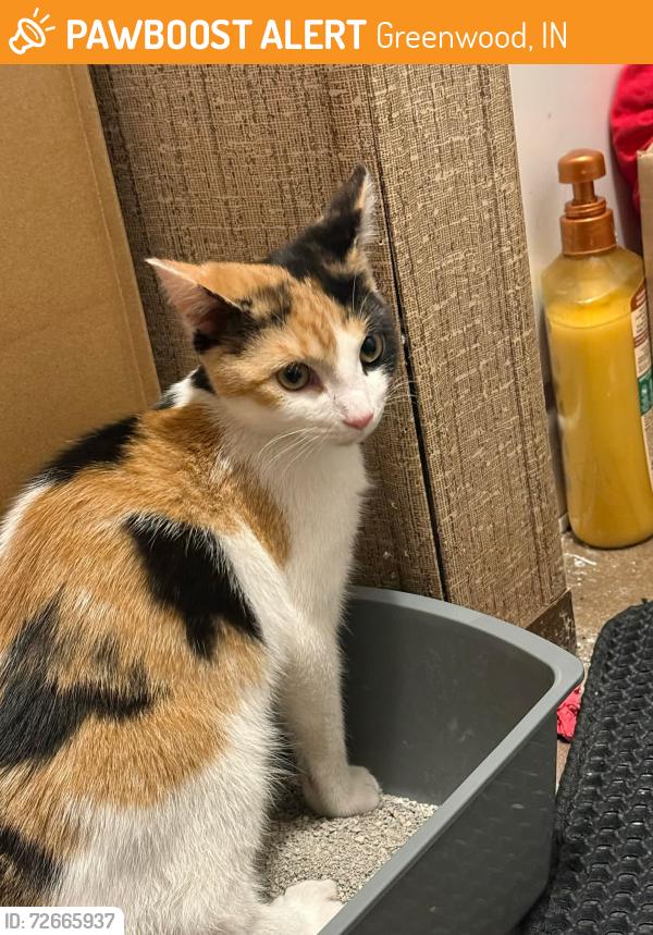 Found/Stray Female Cat last seen County line, winter brook, Greenwood, IN 46142