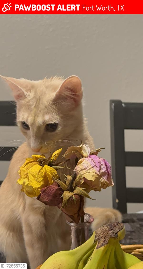 Lost Female Cat last seen Nearest streets are hardy and terminal there’s also a blue warehouse across the street, Fort Worth, TX 76106