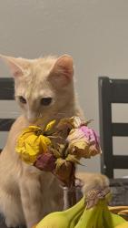 Lost Female Cat last seen Nearest streets are hardy and terminal there’s also a blue warehouse across the street, Fort Worth, TX 76106