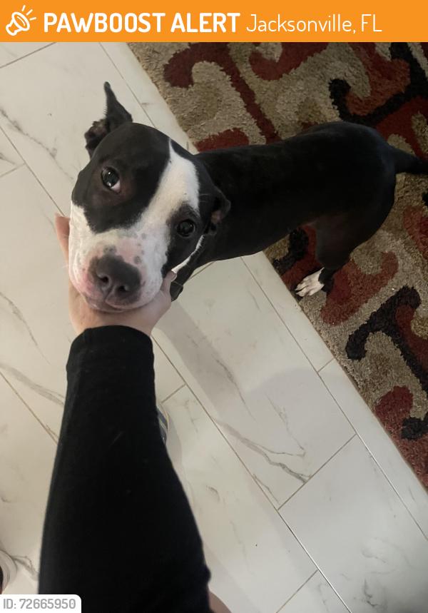 Found/Stray Female Dog last seen Englewood , Jacksonville, FL 32246