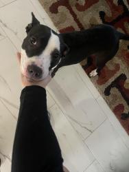Found/Stray Female Dog last seen Englewood , Jacksonville, FL 32246