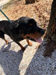 Found/Stray Male Dog last seen Neighborhood Walmart , Denton, TX 76210