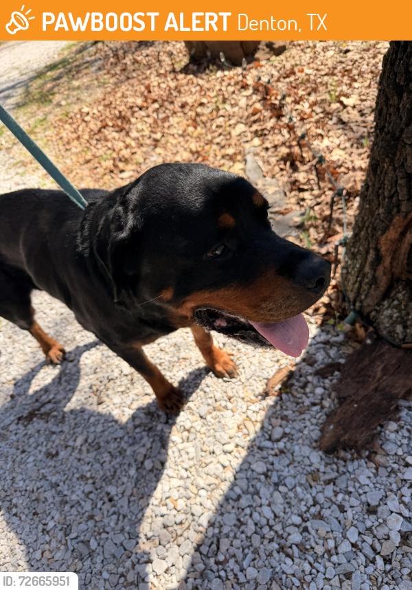 Found/Stray Male Dog last seen Neighborhood Walmart , Denton, TX 76210