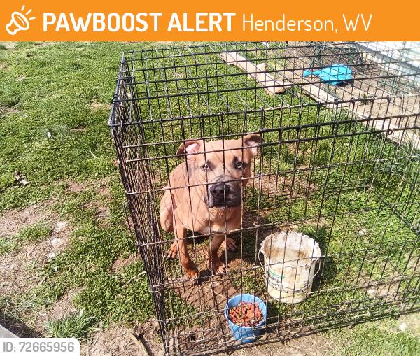 Found/Stray Male Dog last seen Smith and walnut , Henderson, WV 25106