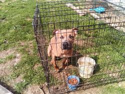 Found/Stray Male Dog last seen Smith and walnut , Henderson, WV 25106