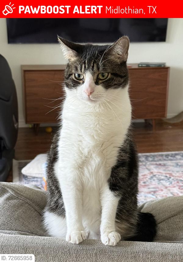 Lost Male Cat last seen Twin Creeks Dr., Midlothian, TX, Midlothian, TX 76065