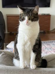 Lost Male Cat last seen Twin Creeks Dr., Midlothian, TX, Midlothian, TX 76065