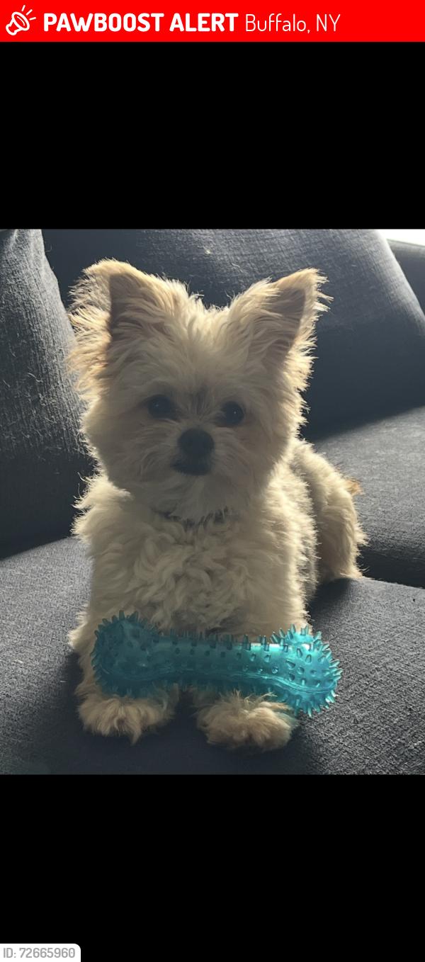 Lost Male Dog last seen Rhode Island St, Buffalo, NY 14213