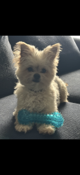 Lost Male Dog last seen Rhode Island St, Buffalo, NY 14213