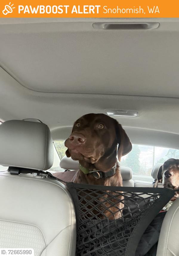 Found/Stray Male Dog last seen Addicted Esspresso , Snohomish, WA 98290
