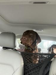 Found/Stray Male Dog last seen Addicted Esspresso , Snohomish, WA 98290