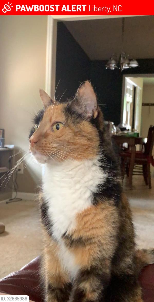 Lost Female Cat last seen N GreenBriar st, Liberty, NC 27298