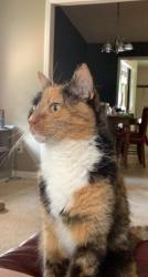 Lost Female Cat last seen N GreenBriar st, Liberty, NC 27298