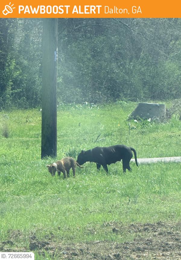 Found/Stray Female Dog last seen They are near spectrum as well, Dalton, GA 30720