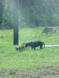 Found/Stray Female Dog last seen They are near spectrum as well, Dalton, GA 30720