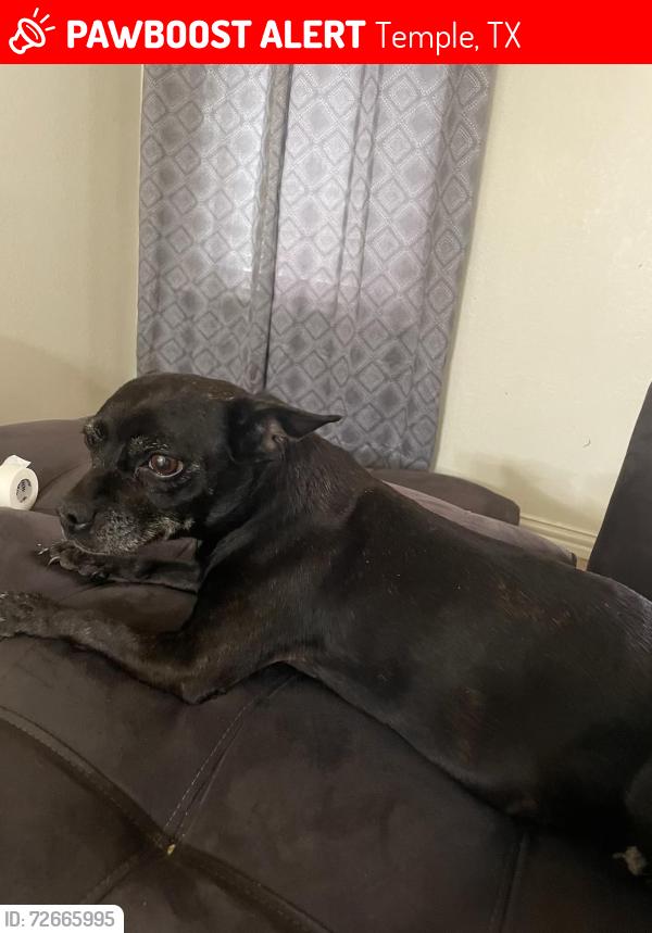 Lost Female Dog last seen Chapel Knoll Rd and Alabama Ave, Temple, TX 76502