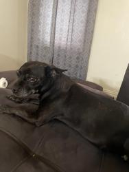Lost Female Dog last seen Chapel Knoll Rd and Alabama Ave, Temple, TX 76502