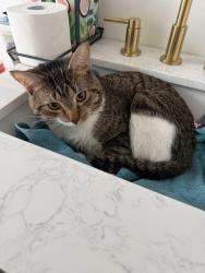Found/Stray Male Cat last seen Holbrook & Oates in the alley, Washington, DC 20002
