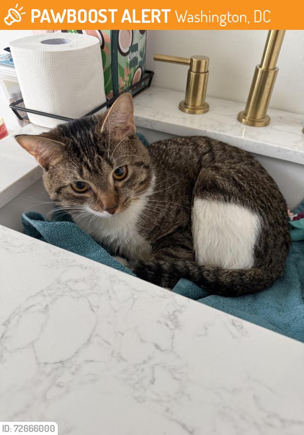 Found/Stray Male Cat last seen Holbrook & Oates in the alley, Washington, DC 20002