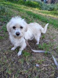 Found/Stray Female Dog last seen Camino Sierra and Niles, Bakersfield, CA 93306