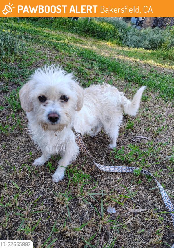 Found/Stray Female Dog last seen Camino Sierra and Niles, Bakersfield, CA 93306