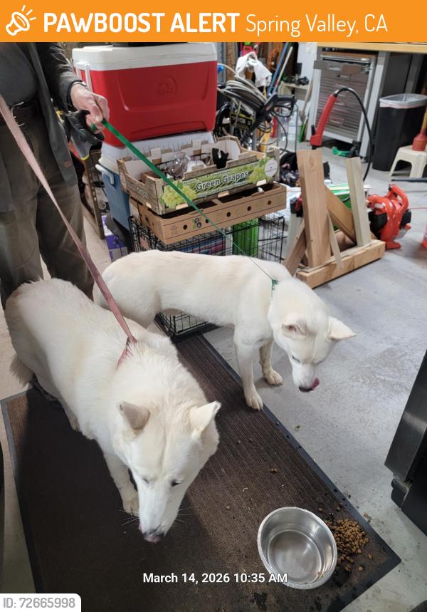 Found/Stray Male Dog last seen Kenwood street, Spring Valley,  CA, Spring Valley, CA 91941