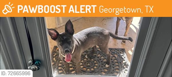 Found/Stray Male Dog last seen Austin ave and lake way drive around 3pm, Georgetown, TX 78626