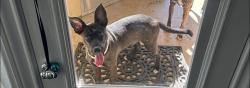Found/Stray Male Dog last seen Austin ave and lake way drive around 3pm, Georgetown, TX 78626