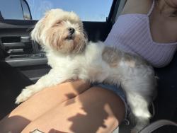 Found/Stray Female Dog last seen Near by the sonic , Haltom City, TX 76117