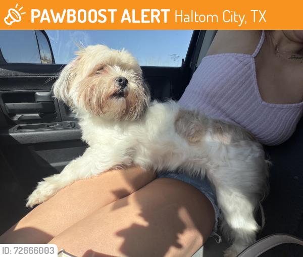 Found/Stray Female Dog last seen Near by the sonic , Haltom City, TX 76117