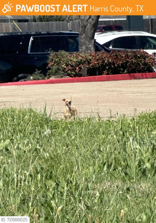 Found/Stray Unknown Dog last seen Texaco beltway 8 and Ft bend tollway , Harris County, TX 77049