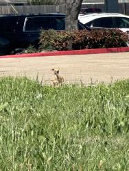 Found/Stray Unknown Dog last seen Texaco beltway 8 and Ft bend tollway , Harris County, TX 77049