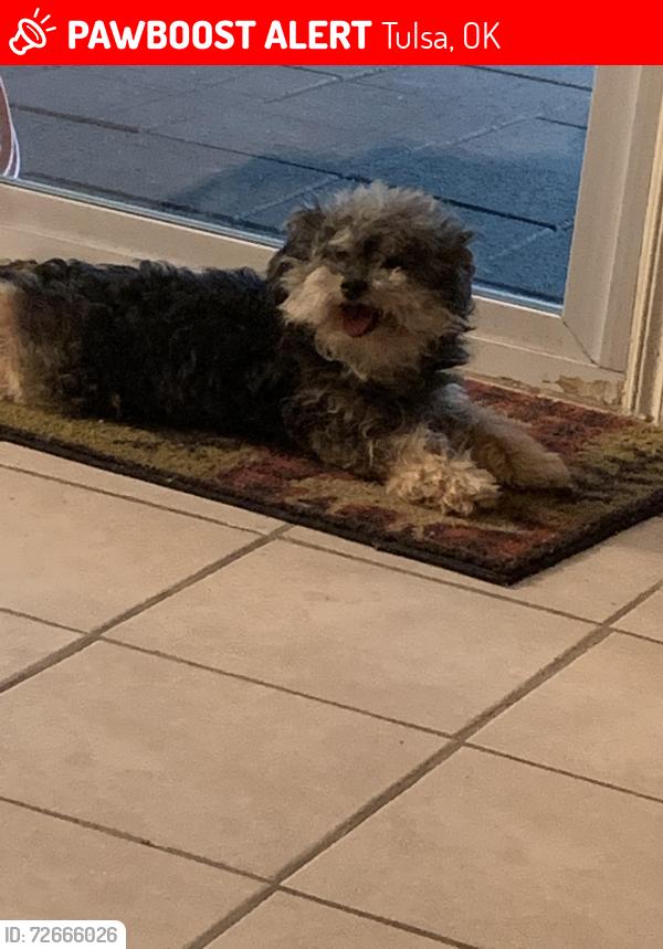 Lost Male Dog last seen lost around 51st and sheridan , Tulsa, OK 74145