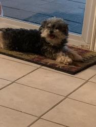 Lost Male Dog last seen lost around 51st and sheridan , Tulsa, OK 74145