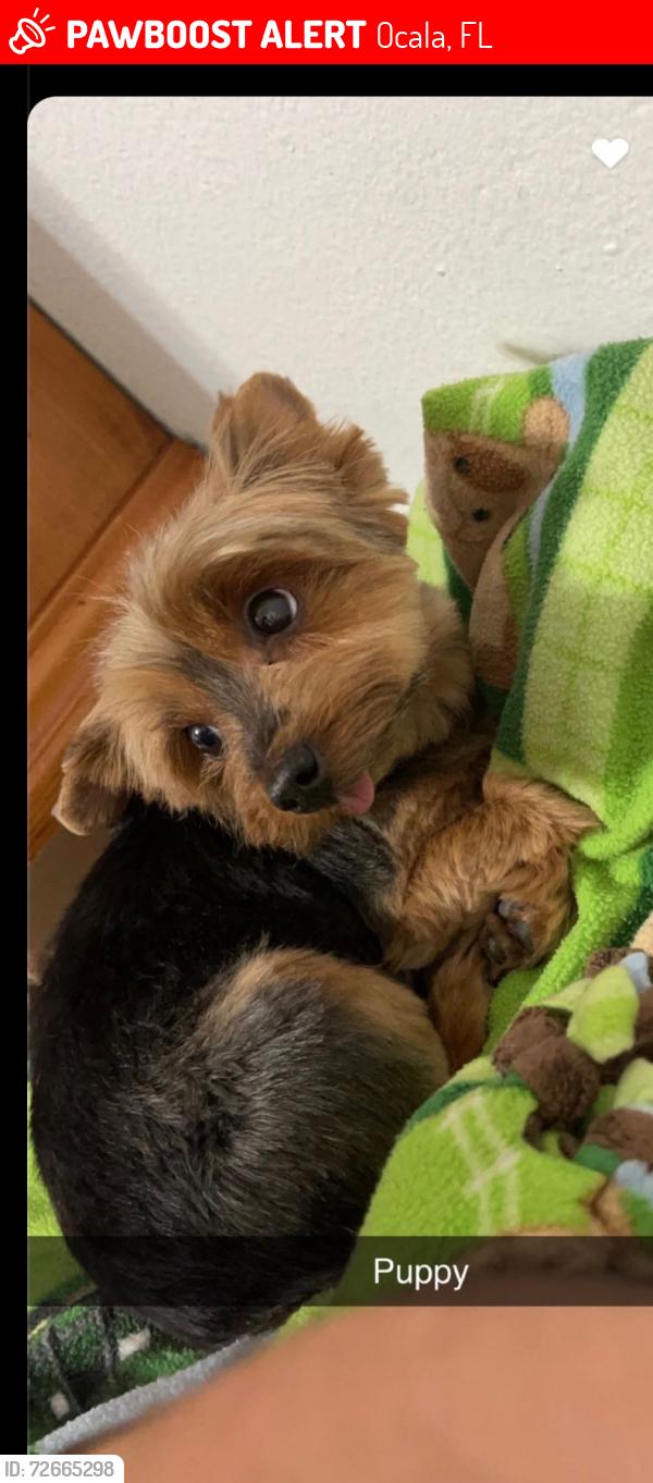 Lost Female Dog last seen Ocala, Ocala, FL 34481