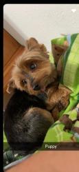 Lost Female Dog last seen Ocala, Ocala, FL 34481