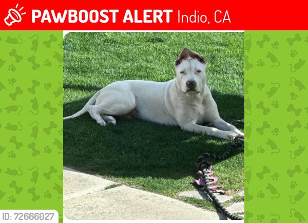 Lost Female Dog last seen Avenue 48, Calhoun, Dr.Carreon, Villa Montego Neighborhood , Indio, CA 92201