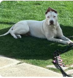 Lost Female Dog last seen Avenue 48, Calhoun, Dr.Carreon, Villa Montego Neighborhood , Indio, CA 92201