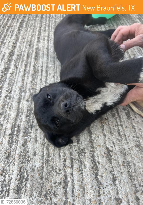 Found/Stray Female Dog last seen Altwein, New Braunfels, TX 78130
