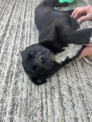 Found/Stray Female Dog last seen Altwein, New Braunfels, TX 78130
